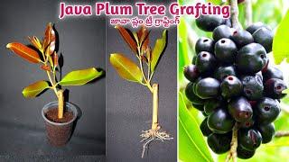 How to grow Java Plants from branch : बेर के पौधे को शाखा से कैसे उगायें | Easy to grow from cutting