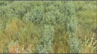 Seeding Alfalfa into Established Pasture with Zero-Till Openers