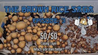 The Brown Rice Saga Episode:3 | 50/50 Casing Layer Experiment | To Case Or Not To Case