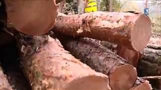 Office national des forêts : découvrez l'abattage