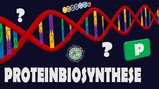 Proteinbiosynthese - komplett & einfach erklärt!