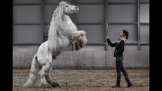 Gypsy cob stallion Hermits Titanium. Trick work