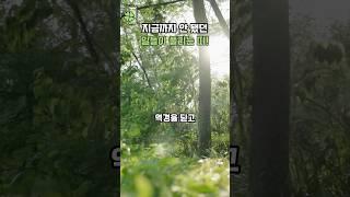 지금까지 안 됐던 일들이 풀리는 '띠'  #띠별운세 #풍수 #사주팔자 #행운