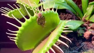 Venus Flytrap bug eating plant (cricket feeding and time-lapse) full cycle