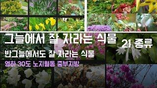 영하 30도 노지월동되는 그늘에서 잘 자라는 식물/반그늘에서도 잘자라는 식물