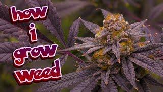 how i have been growing weed - laaaaid back #growyourown #organic #legalization