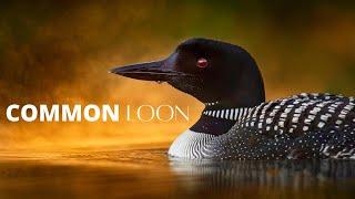 Interesting Facts About the Common Loon