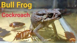 Amazing Insects | Cockroach Vs Bull Frog in Asia 2022