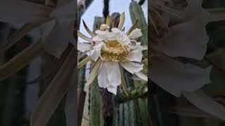 Crazy Flowers! #cactus #flowers #nature #gardening #cactusjerk
