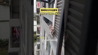 可愛動物日常   貓咪篇