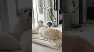 꼬리 단속 못하는 동생 #강아지일상 #retreiver #동배 #형제견