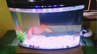 Moulded glass aquarium... Rs electric 580A..parrot fish