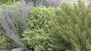 Wyoming Xeriscapes