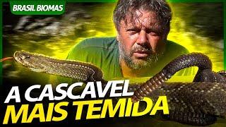 A TEMIDA CASCAVEL DOS PAMPAS! | RICHARD RASMUSSEN