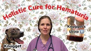 Holistic Veterinary Medicine Cures Hematura in one day. Conventional versus Complimentary Medicine