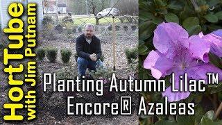 Planting Autumn Lilac™ Encore® Azaleas - Repeat Purple Flowers