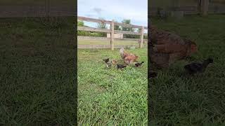 Baby Chicks 3 weeks old! #bluelacedredwyandotte #coolchicken #backyardchickens #nutellathechicken