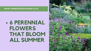 6 perennial flowers that bloom all summer - plus a bonus plant