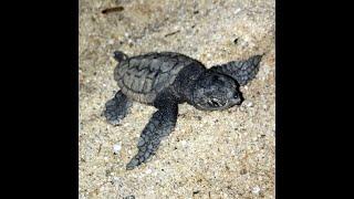 ELBA LA SPIAGGIA DELLE TARTARUGHE - FETOVAIA ISOLA D'ELBA 2023 - THE TURTLE BEACH (Caretta Caretta)