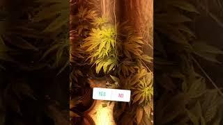 Thousand watt indoor grow