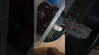 Tarantula Feeding