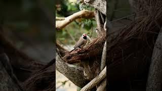 long tailed finch || long tail finch nesting || long lail finch || GS Birds Info