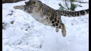 Caçadas Penhasco Abaixo do Leopardo das Neves Quase Voando, Impressionante!!!