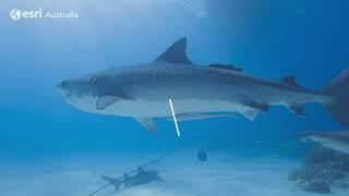 Unravelling the mysteries of Norfolk Island's Tiger Sharks