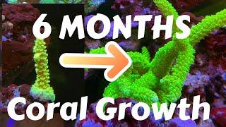 Coral Growth Photos