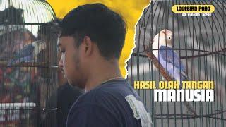 SEMUA BISA KARENA TERBIASA.YANG SEKARANG EMAS DULUNYA JUGA CUMA SAMPAH | LOVEBIRD PONO
