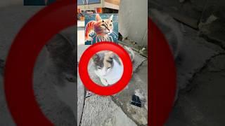 ИТАЛЬЯНСКИЕ МЕМЫ ВЕЗДЕКВИНКА В ШОКЕ #роблокс #игры #смешное #квинка