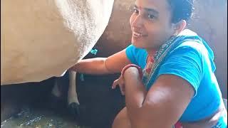 #viralvideo/ sudam sriya milking vlog/Laxmi हो गई प्रेगनेंट/vlog no –36