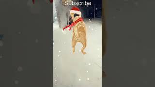 tiki viral dog dance patli kamariya song #viral#trinding#short#dogdance