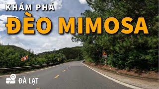 Explore Mimosa Pass Da Lat | Beautiful, Dreaming Pass Road With The Yellow Color Of Mimosa Flowers