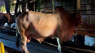 XL sized Qurbani Bulls of Gulshan area, owned by Amin Mohammad Group