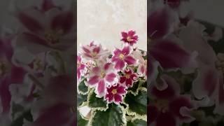 Немного фиалочек…#Фиалка, #фиалки, #сенполия, #цветы, #сад