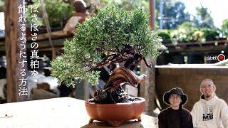 How to neatly arrange juniper leaves for exhibition [Bonsai Q]