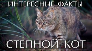 Степной кот - интересные факты