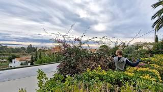 Annual Pruning To Clear The Ocean View