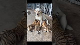 #shorts #shortsvideo #animals #animalshorts #cuteanimals #rescue #healing #animalrescue #cute