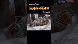 하얀눈과 나뭇가지 (2024.12. 21.)(봉화sun)(호랑이숲) #tiger  #animals #호랑이 #zoo #cute