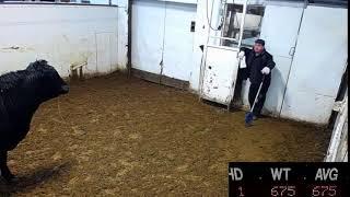 Ste Rose Auction Mart Live Stream