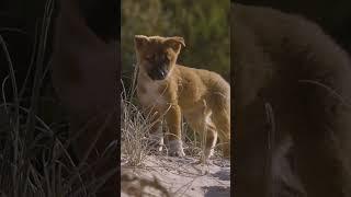 An adorable dingo pup braving the world beyond the den.