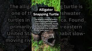 FACTS to KNOW about ALLIGATOR SNAPPING TURTLE: Nature Unleashed!!! #shorts #facts