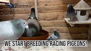 We Start Breeding Racing Pigeons | First 3 pairs are made! | Breeding 2025 |