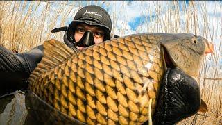 Amazin SPEARFISHING in DAGESTAN. Big carps in clear water | ЕNG SUB