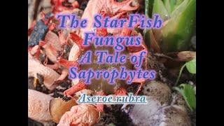 The Starfish Fungus A Tale of Saprophytes Aseroe rubra