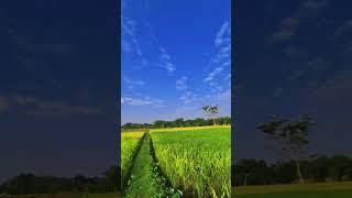 look at the view #naturalbeauty #villagelife #videographer #field