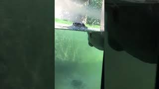 My day at the Detroit zoo