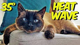 Siamese Cat Can’t Handle The Heat